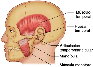 Fisioterapia cráneo-mandibular ¿qué es? 1 Articulación temporo mandibular