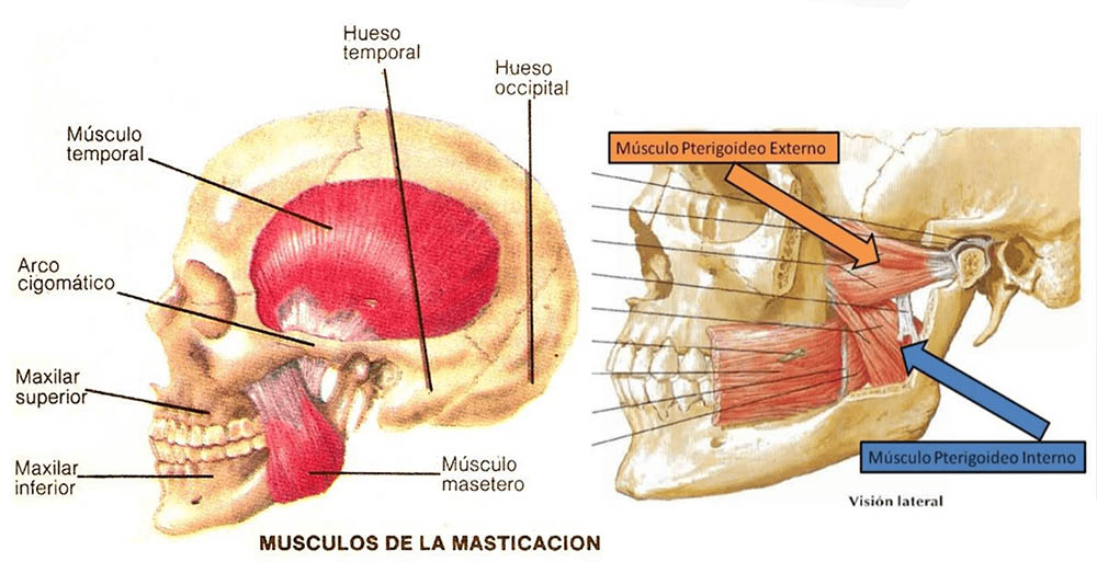 Fisioterapia cráneo-mandibular ¿qué es? 4 Músculos masticatorios