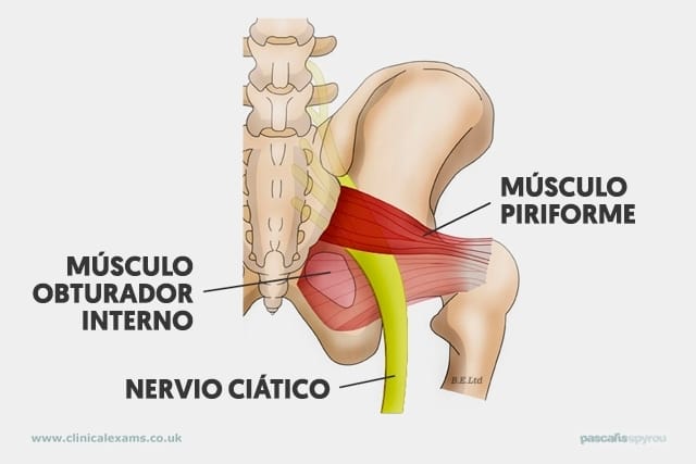 Anatomía del nervio piramidal