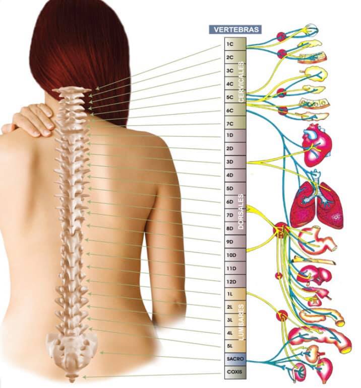 Osteopatía visceral ¿para qué sirve? 1 Osteopatia visceral